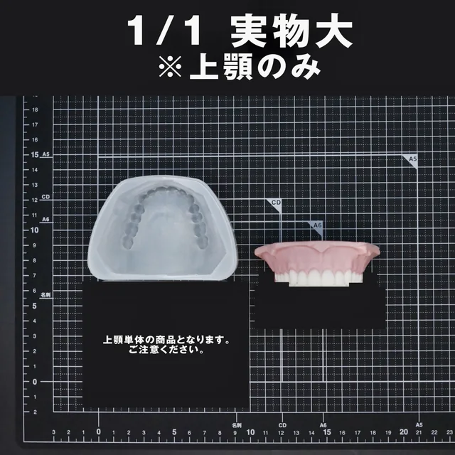 実物大の上顎単体のモールドと、上顎の入れ歯の制作例